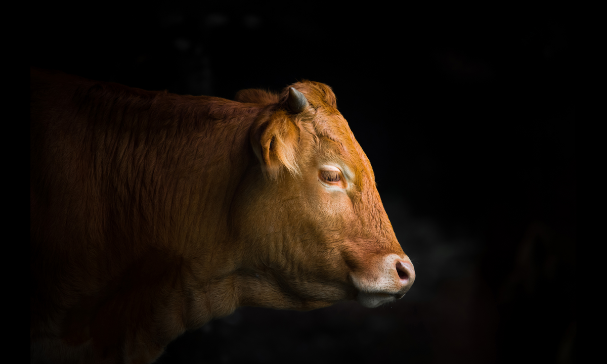 LA CARNE DELLA NOSTRA AZIENDA AGRICOLA PER LA TUA ATTIVITÀ